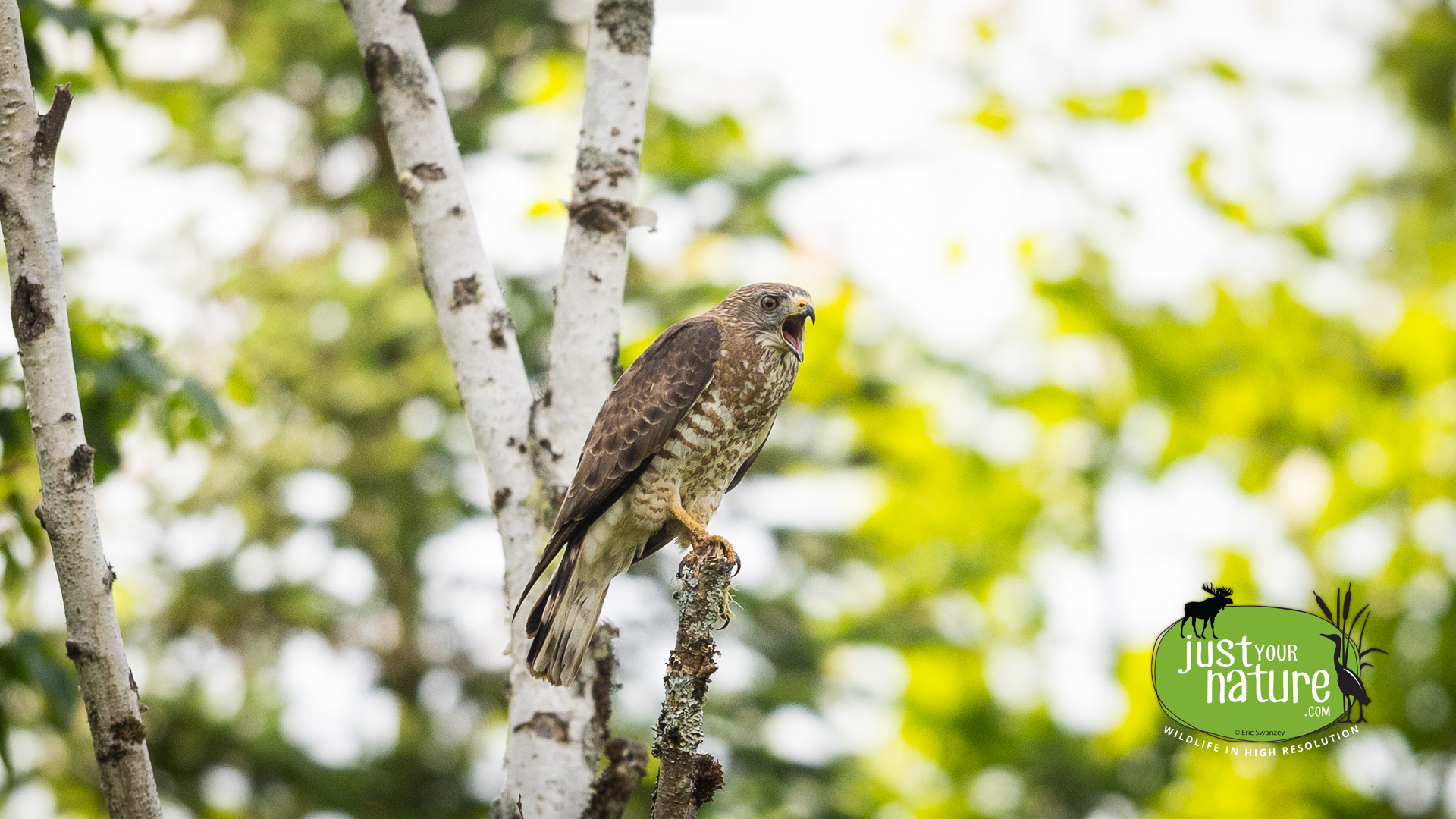 Cooper's Hawk, Little Snake Pond Rd, T7 R11 Wels, North Maine Woods (NMW), Maine, DeLorme 56:D2, 26 June 2024 by Eric Swanzey