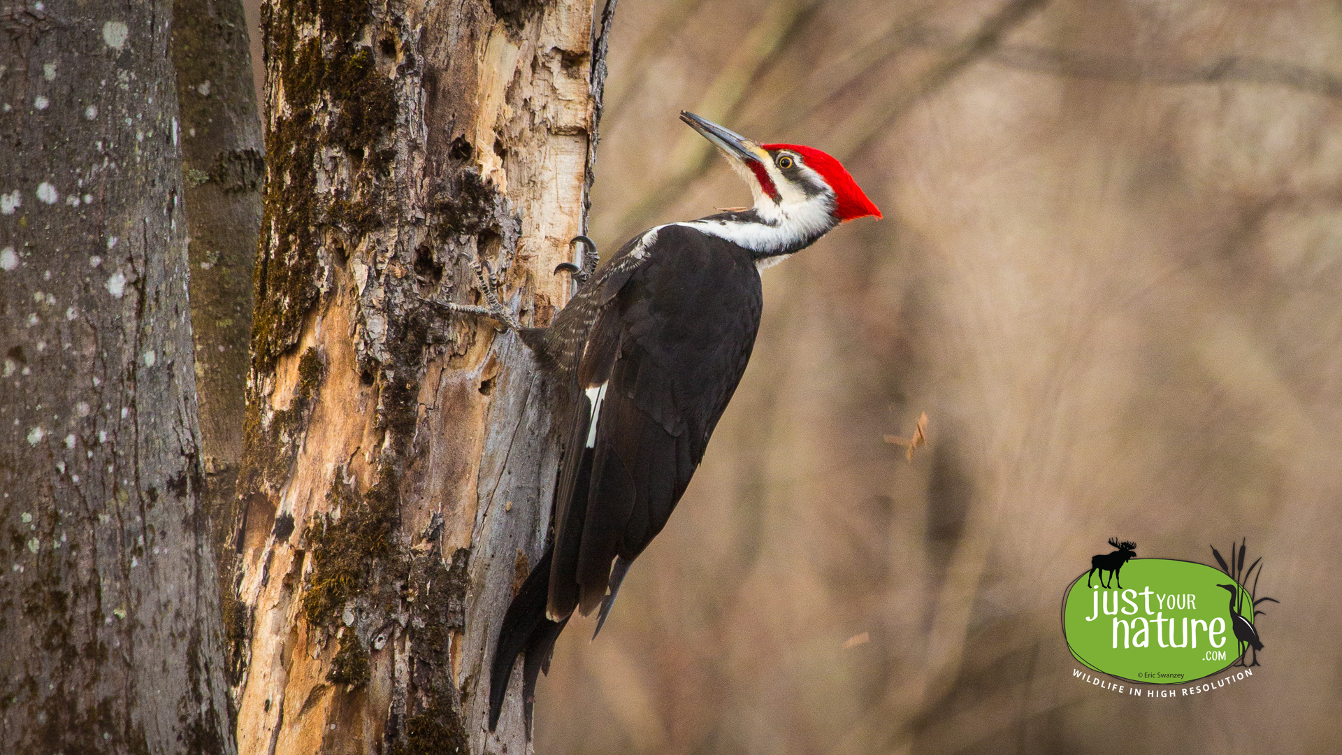 Pileated Woodpecker, Ipswich River, Topsfield, Massachusetts, 22 April 2014 by Eric Swanzey