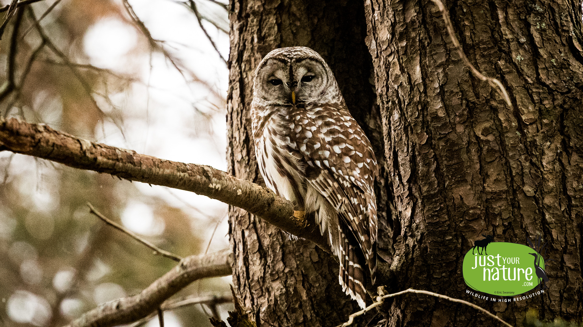 Barred Owl, Chubb Creek, Beverly Farms, Massachusetts, 5 January 2019 by Eric Swanzey