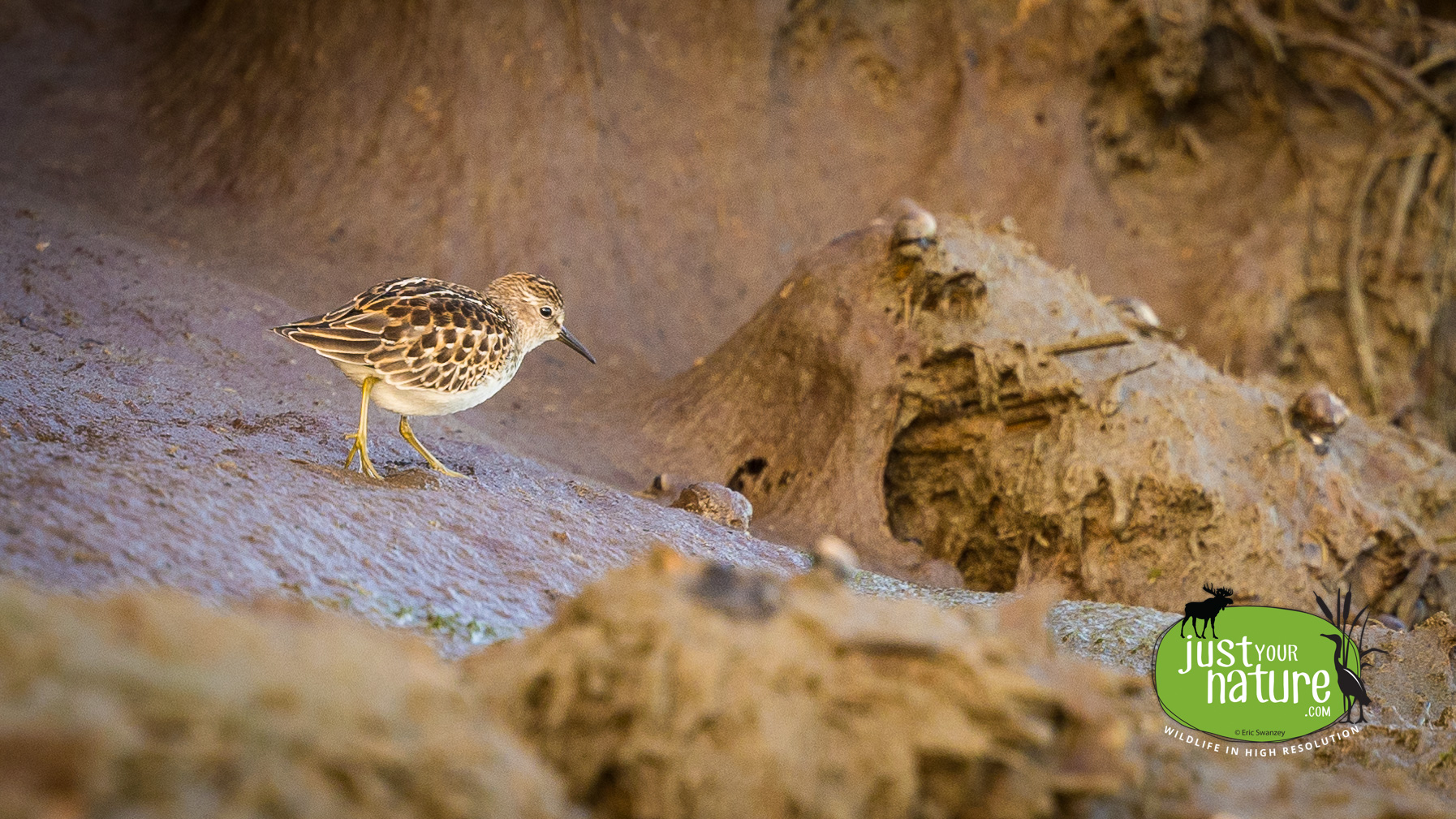 Least Sandpiper, Scarborough Marsh, Scarborough, Maine, 1 September 2022 by Eric Swanzey