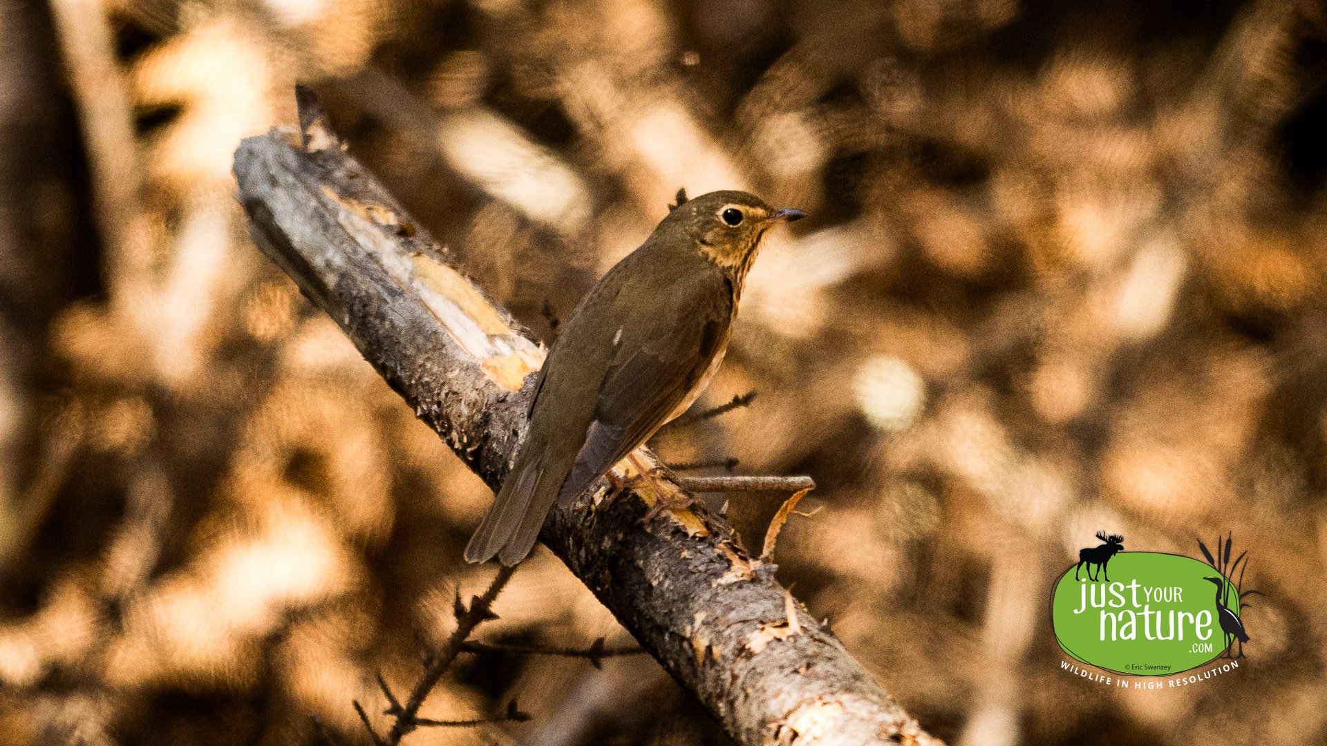 Swainson's Thrush, Tim Pond, Tim Pond Twp, Maine, DeLorme 28:C5, 25 May 2024 by Eric Swanzey