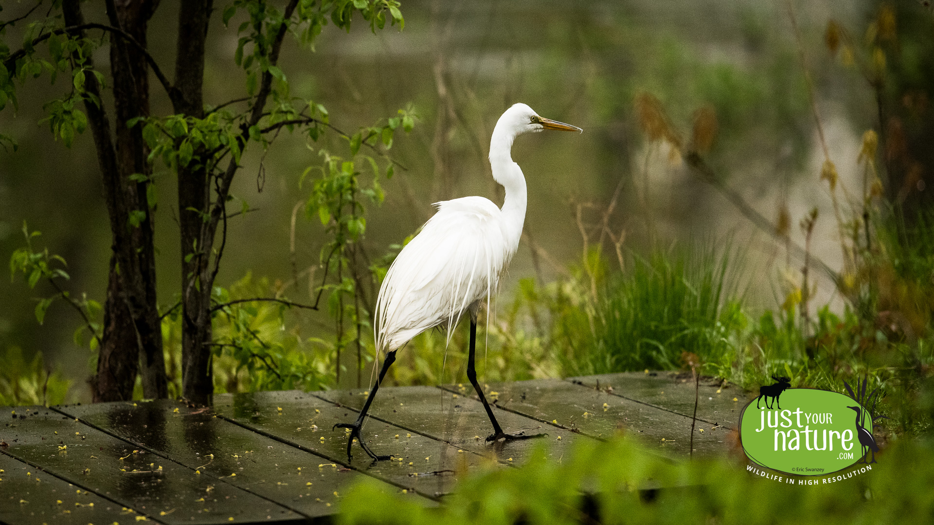 Great Egret, Chubb Creek, Beverly Farms, Massachusetts, 17 May 2019 by Eric Swanzey