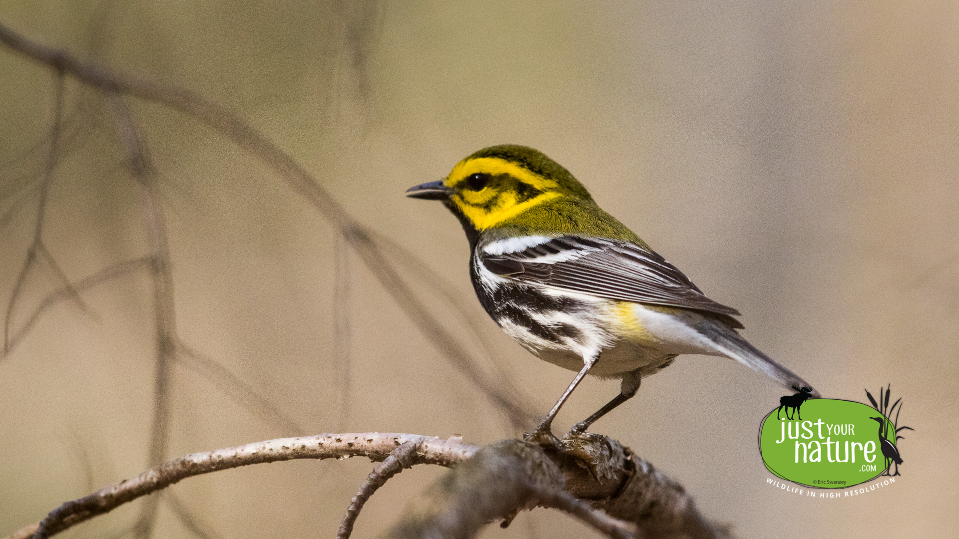 Black-throated Green Warbler, Homestead Trail 45, Essex, Massachusetts, 4 May 2015 by Eric Swanzey