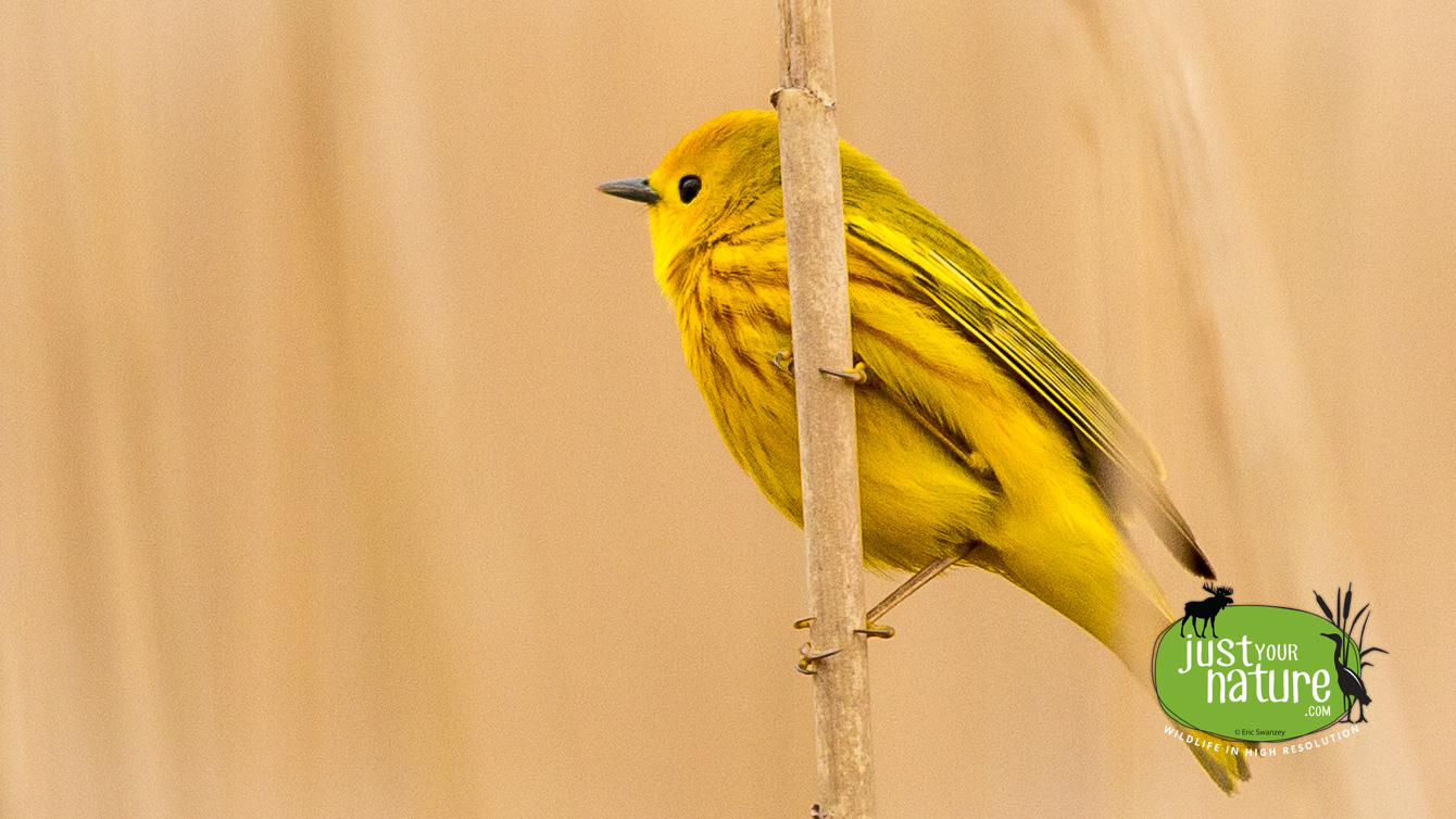 Yellow Warbler, Parker River NWR, Plum Island, Massachusetts, 15 May 2014 by Eric Swanzey