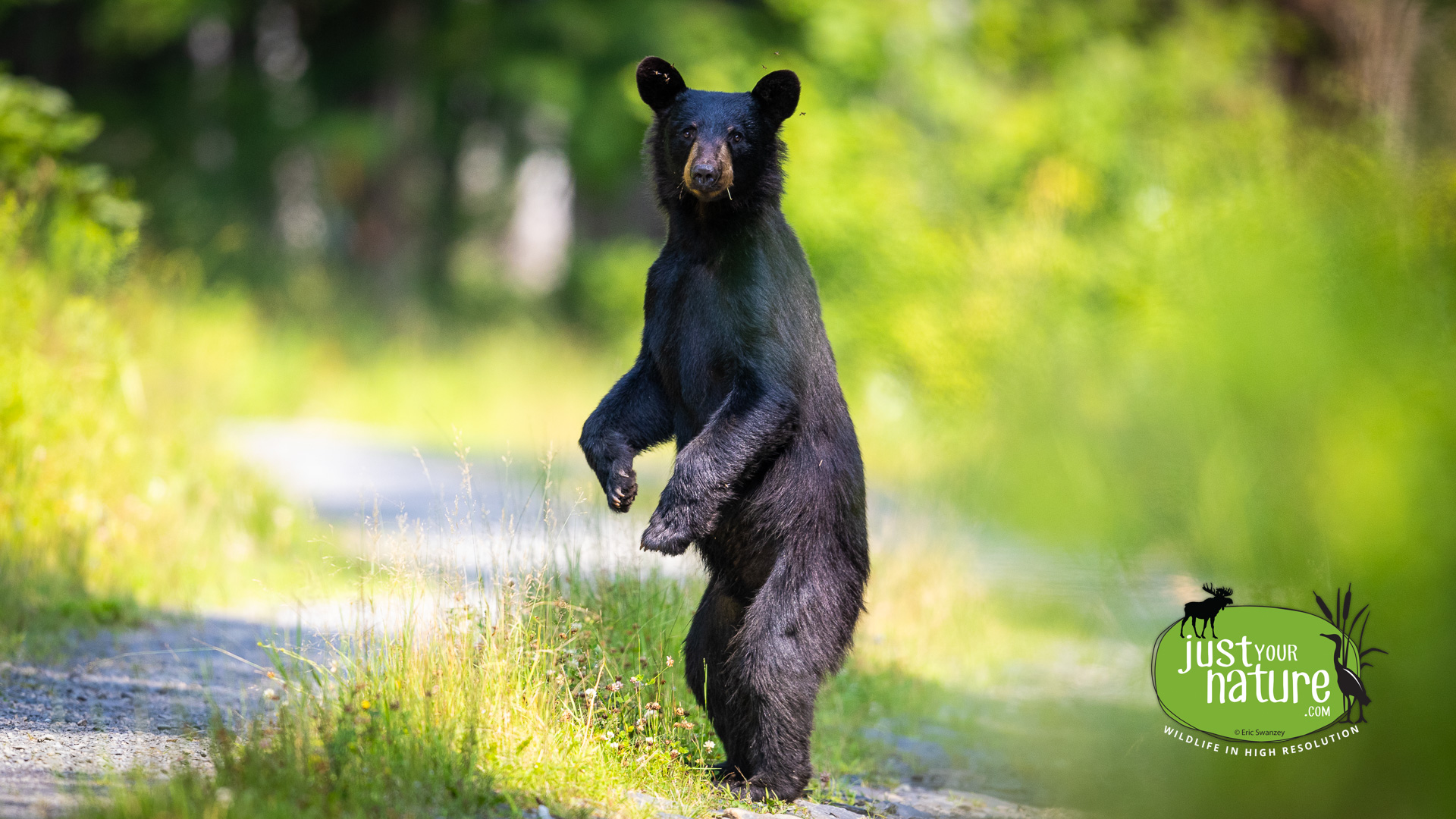 Black Bear, Guy Allen Rd, T6 R13 Wels, North Maine Woods (NMW), Maine, DeLorme 55:E4, 27 July 2024 by Eric Swanzey