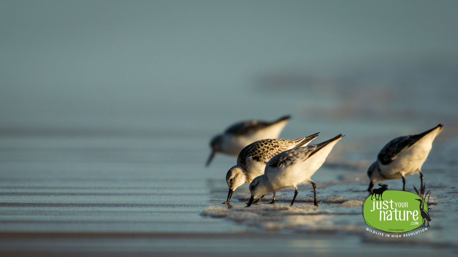 Sanderling, Parker River NWR, Plum Island, Massachusetts, 30 August 2014 by Eric Swanzey