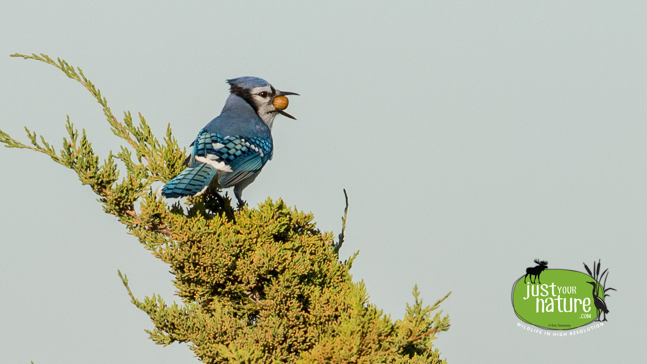 Blue Jay, Parker River NWR, Plum Island, Massachusetts, 12 October 2014 by Eric Swanzey