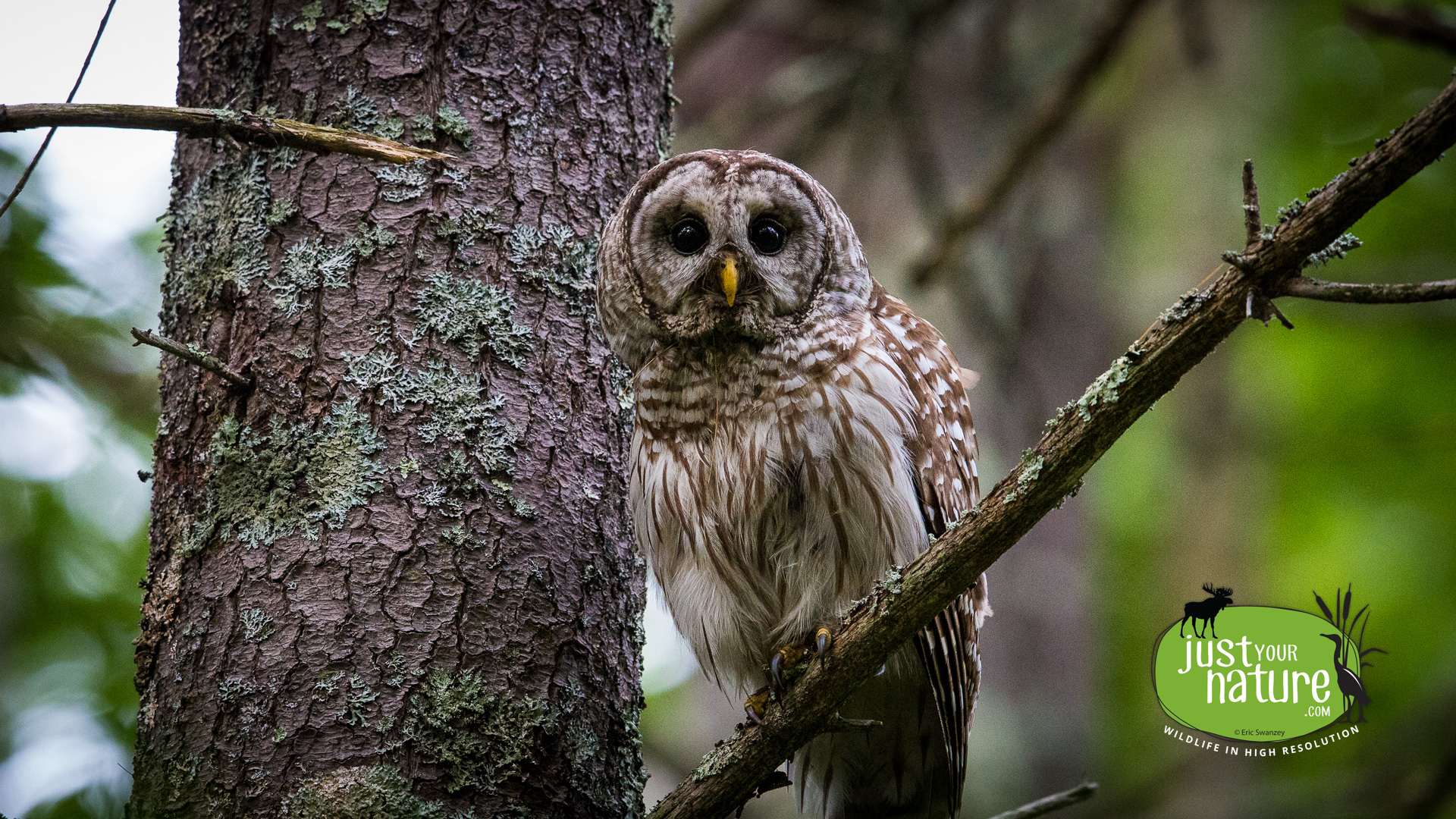 Barred Owl, Great Bay NWR, Portsmouth, New Hampshire, 14 June 2015 by Eric Swanzey