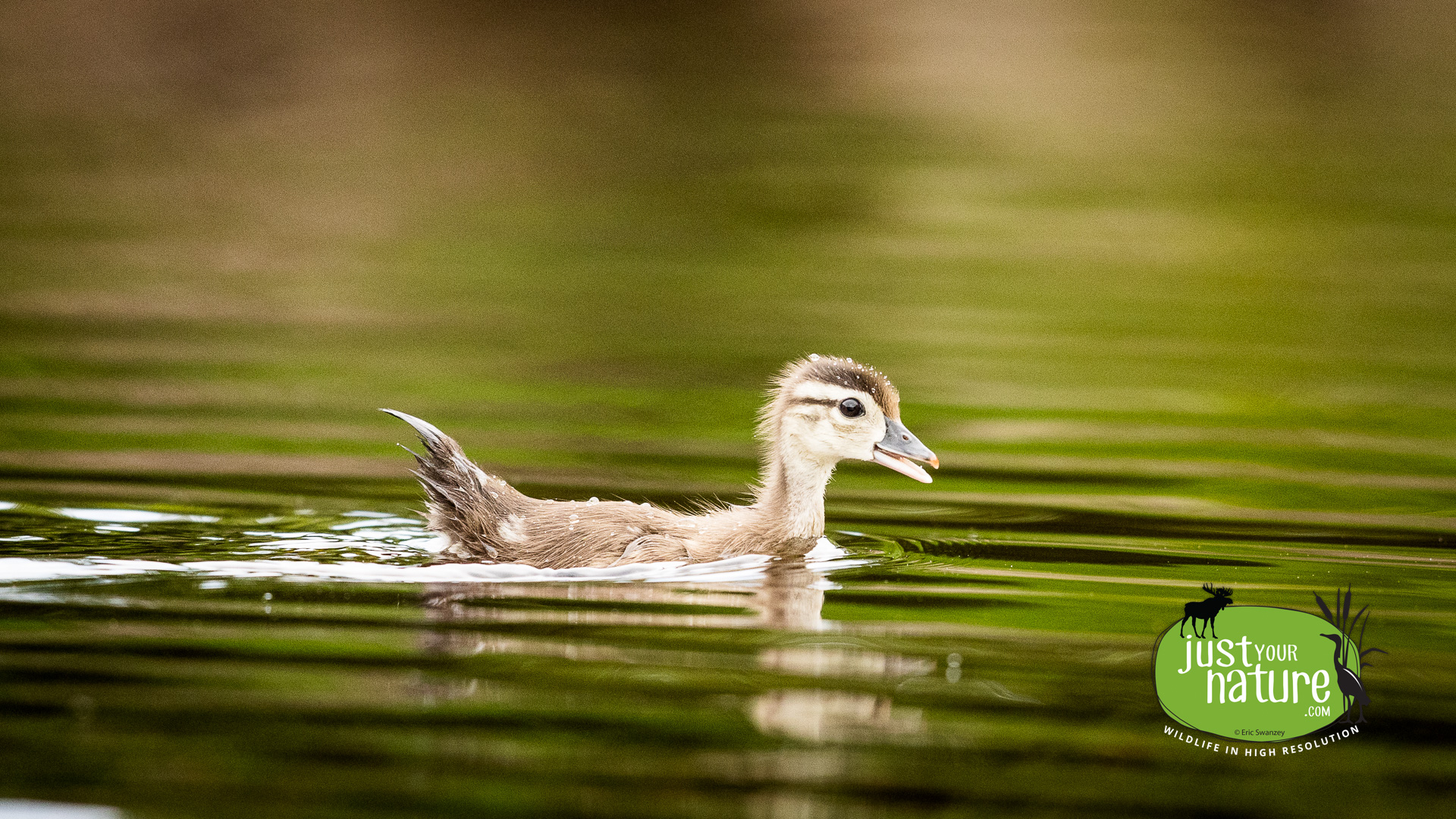 Wood Duck, Halfway Brook, Lobster Twp, North Maine Woods (NMW), Maine, DeLorme 49:D3, 20 June 2024 by Eric Swanzey