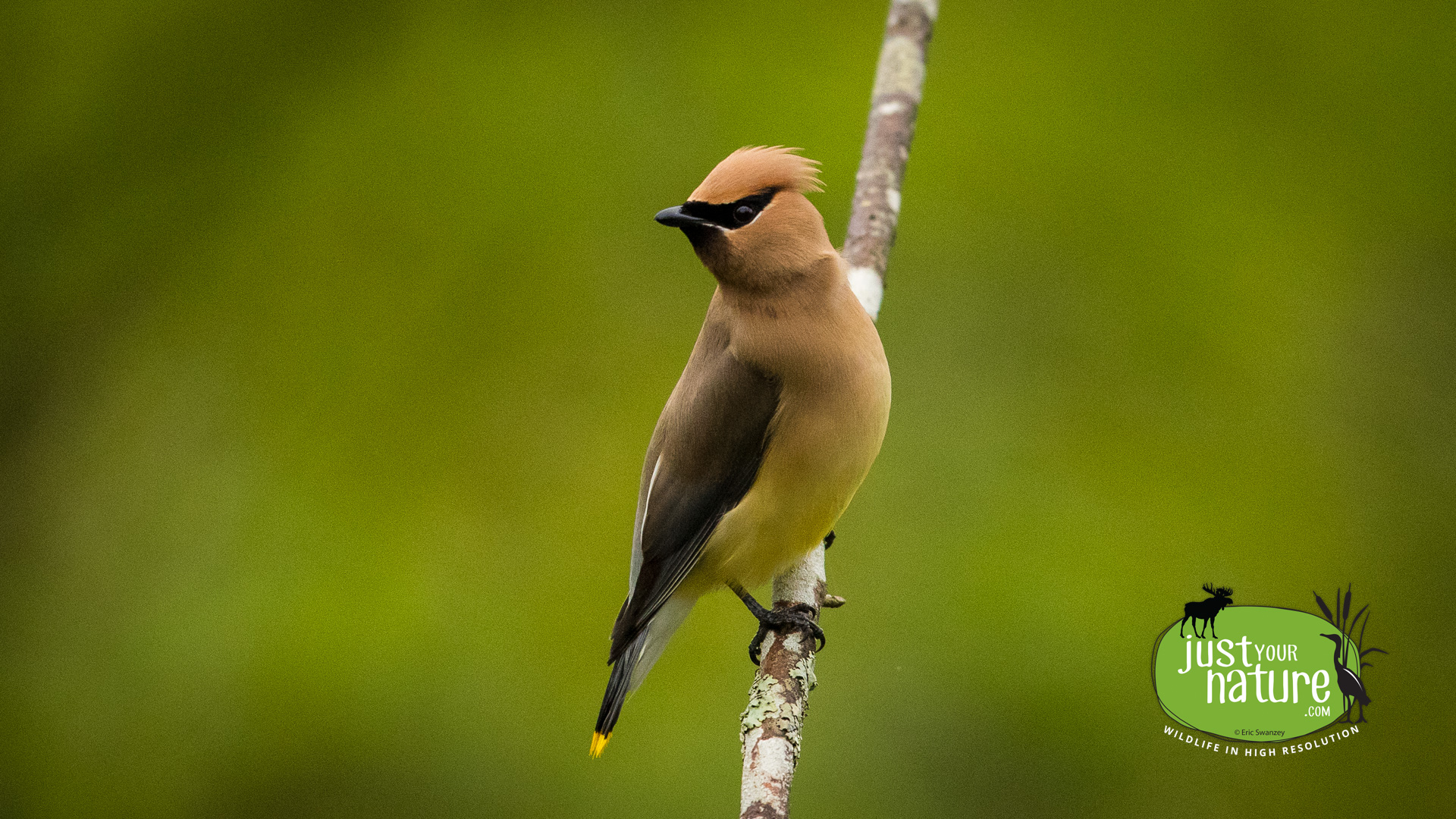 Cedar Waxwing, Chubb Creek, Beverly Farms, Massachusetts, 23 May 2017 by Eric Swanzey