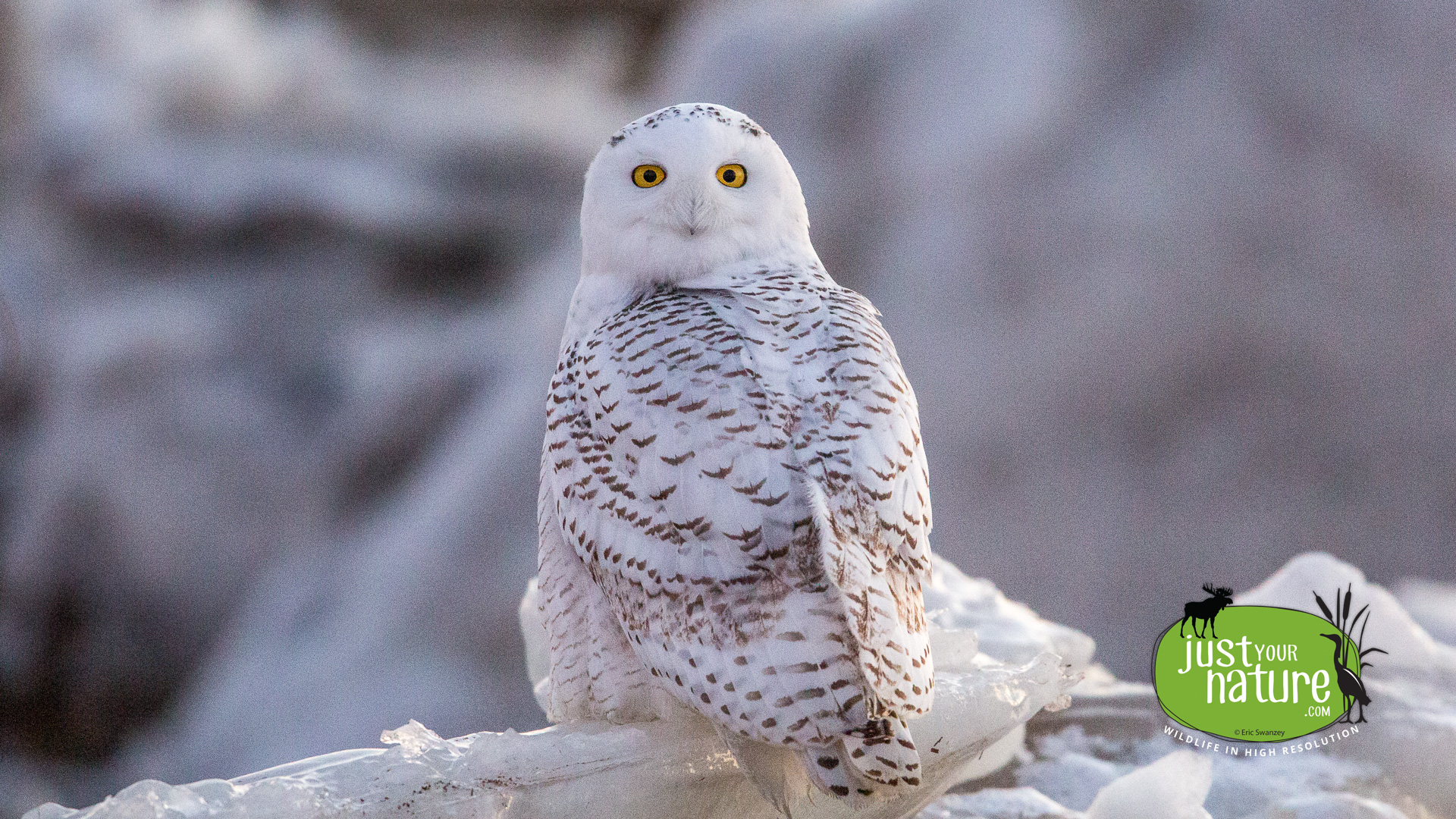 Snowy Owl, Salisbury Beach State Reservation, Salisbury, Massachusetts, 29 January 2014 by Eric Swanzey