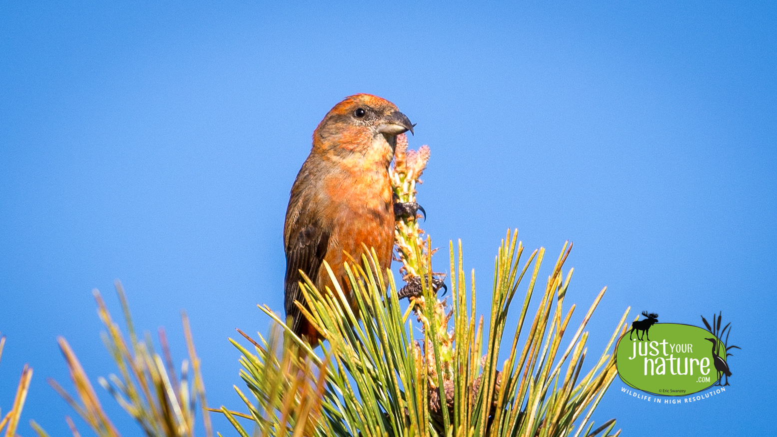 Red Crossbill, Parker River NWR, Plum Island, Massachusetts, 20 May 2017 by Eric Swanzey