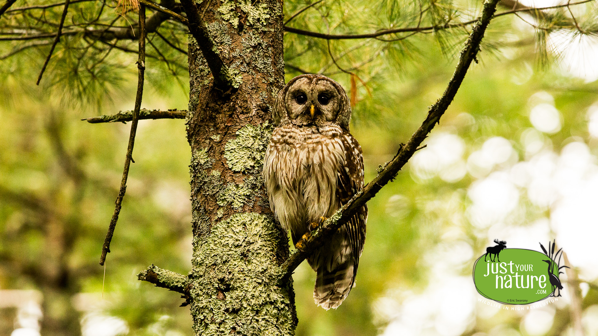 Barred Owl, Great Bay NWR, Portsmouth, New Hampshire, 14 June 2015 by Eric Swanzey