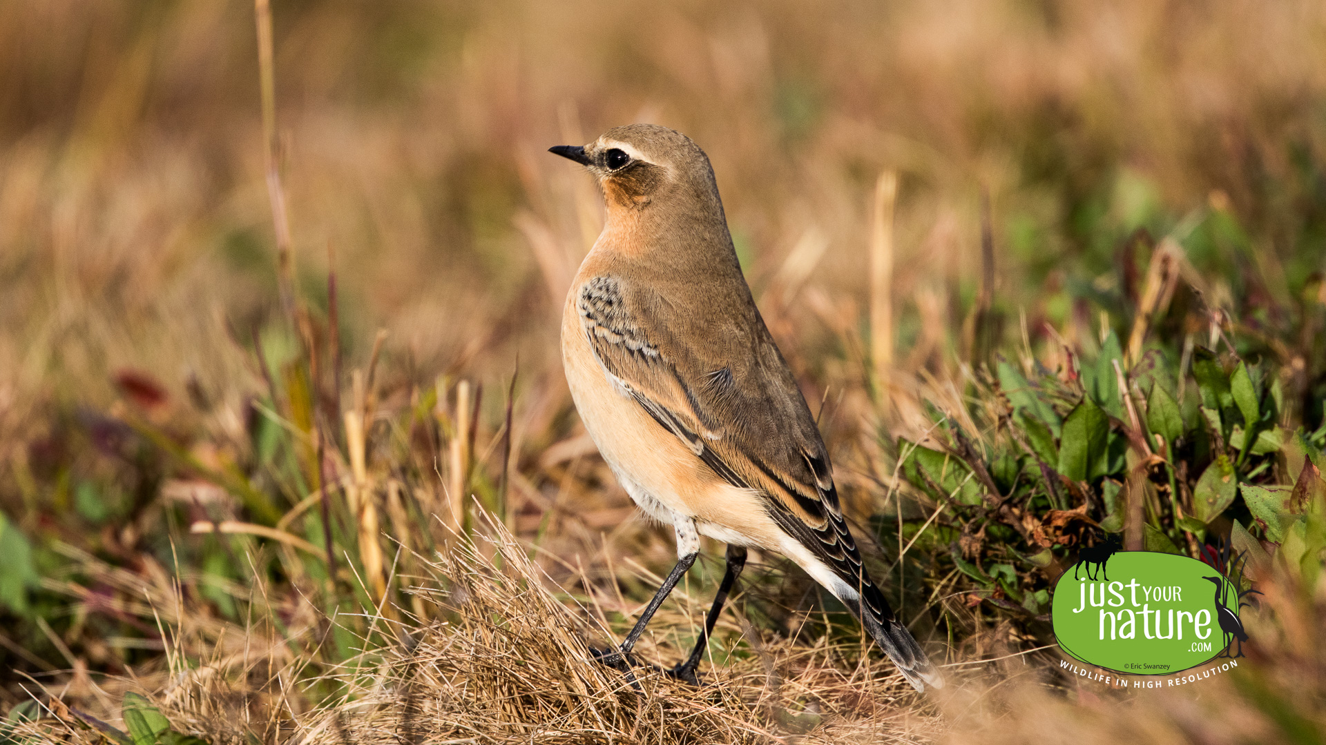 Northern Wheatear, Wachusett Reservoir, Sterling, Massachusetts, 5 October 2015 by Eric Swanzey