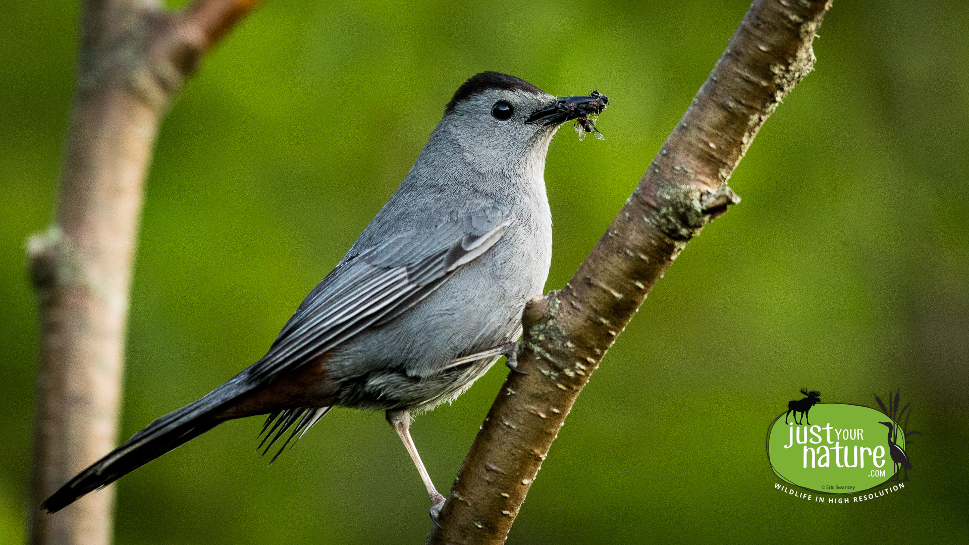 Gray Catbird, Newsowadnehunk Field, Baxter State Park, T4 R10 Wels, Maine, DeLorme 50:C4, 3 June 2024 by Eric Swanzey