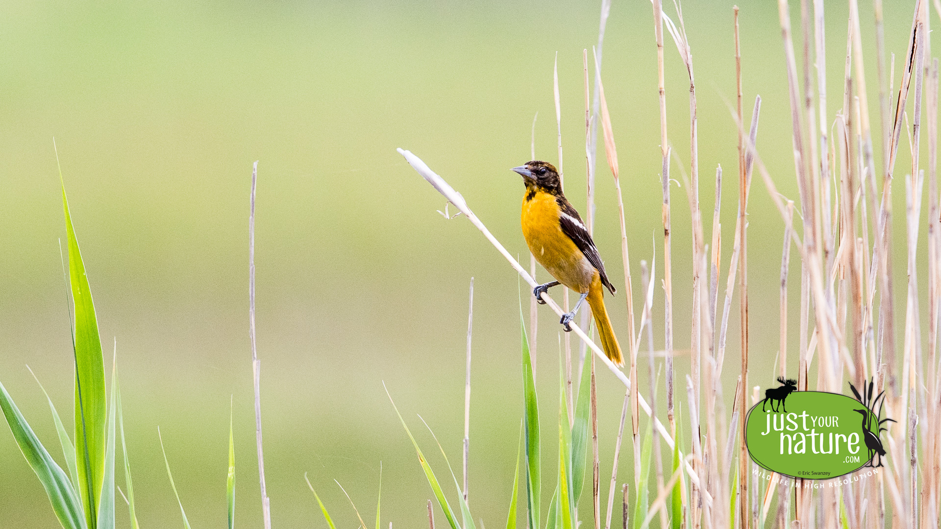 Baltimore Oriole, Hay Street Marsh, Newbury, Massachusetts, 12 June 2015 by Eric Swanzey