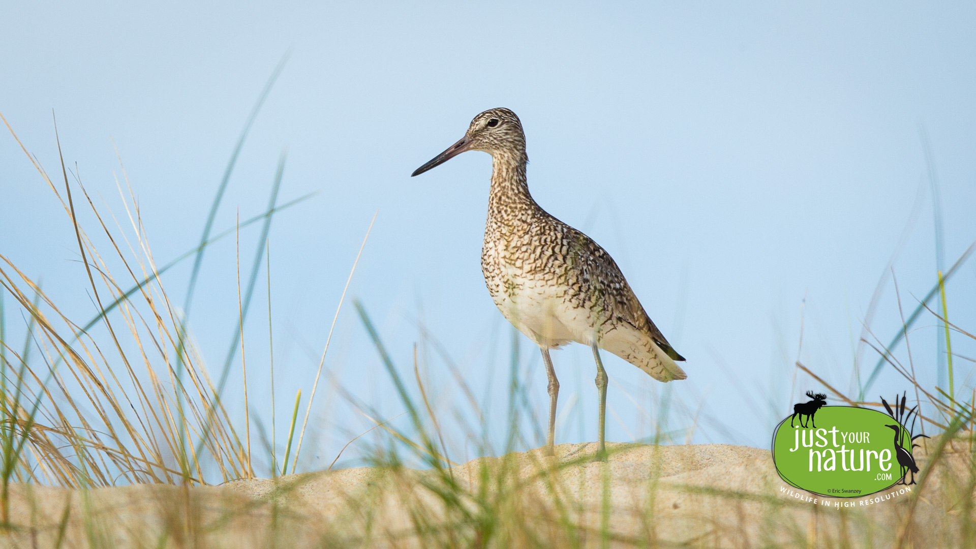 Willet, Parker River NWR, Plum Island, Massachusetts, 27 May 2014 by Eric Swanzey