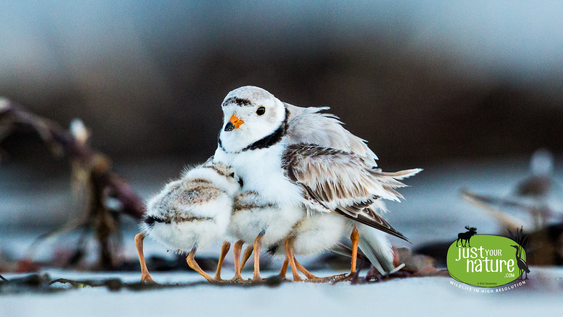 Piping Plover, Crane Beach, Ipswich, Massachusetts, 15 June 2014 by Eric Swanzey